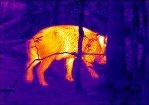 Advantages of Thermal Scopes in Hunting