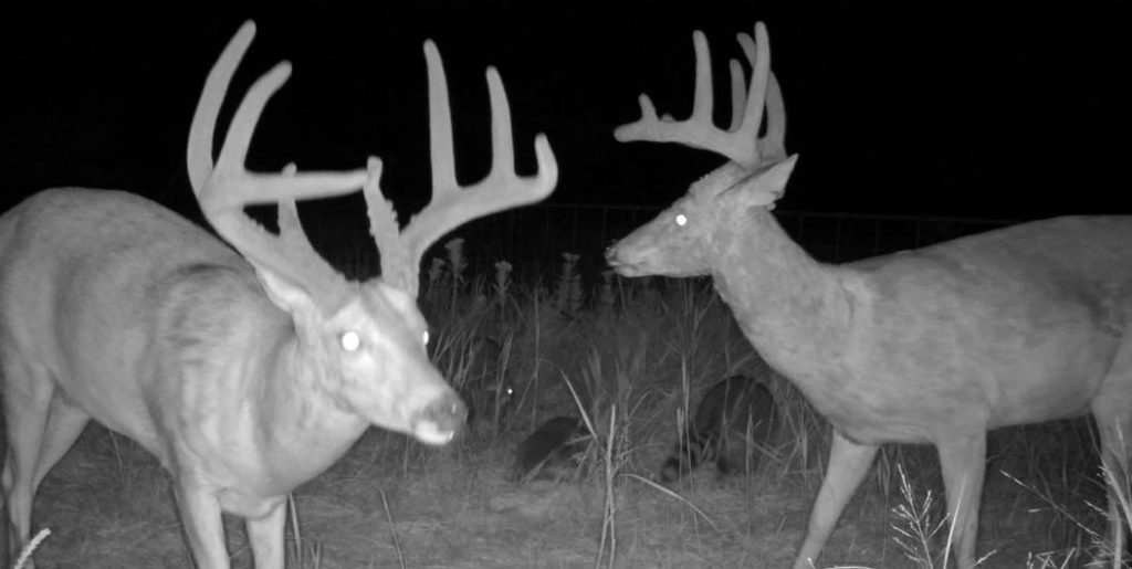Animals in Wildlife Cameras