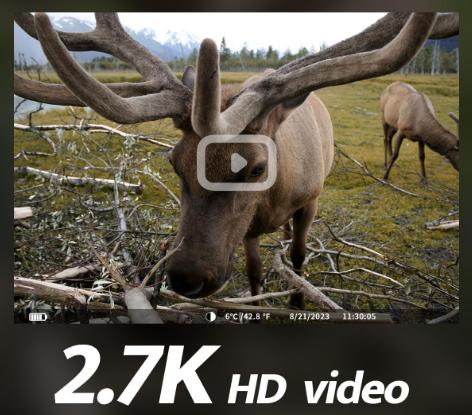 HD Wildlife Camera