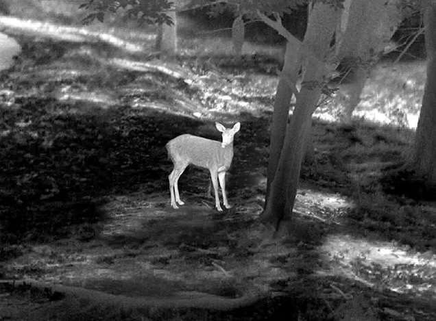 Using Thermal Imaging for Outdoor Hunting
