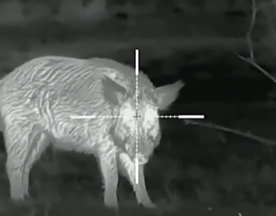 Night Vision Scopes for Hog Hunting