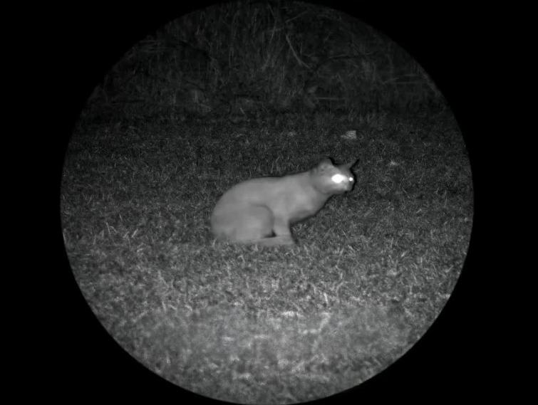 Night Vision Scopes view