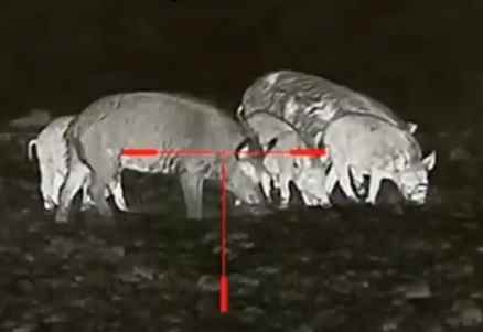 Wild boar hunting scene