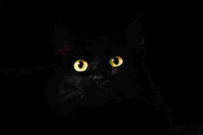 Cats' Night Vision