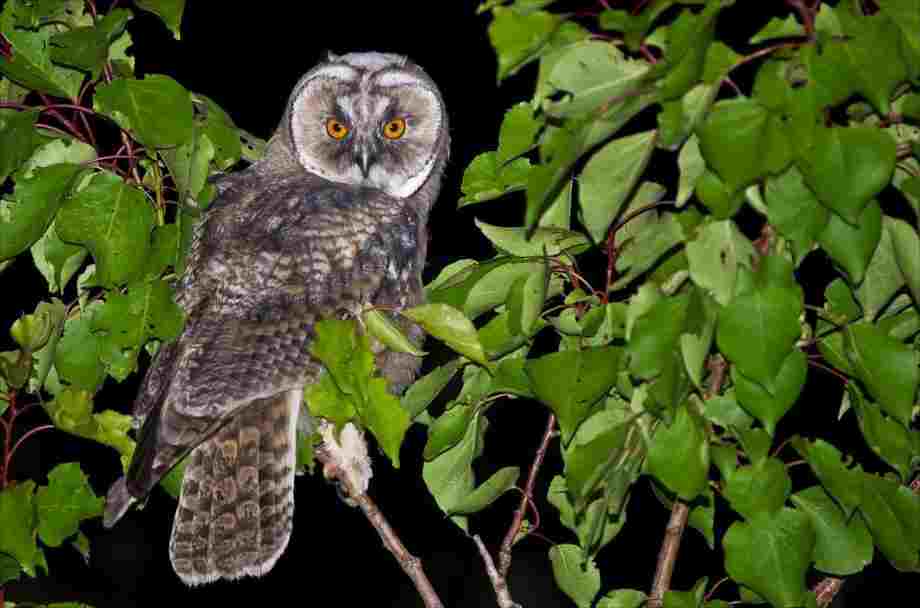 Owl's Night Vision