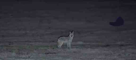 In Forests or Heavily Covered Terrain