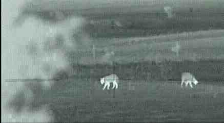 Night Hunting Coyotes