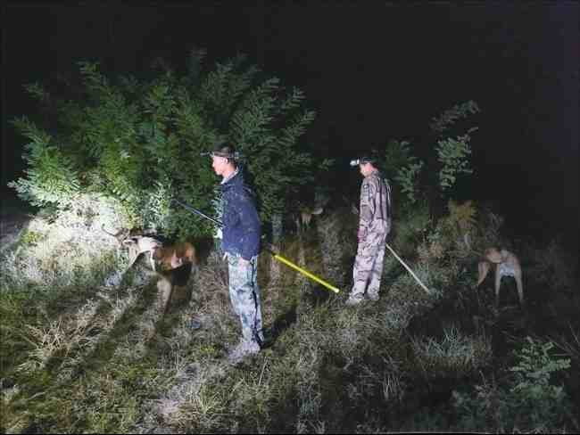 Night coyote hunting scene