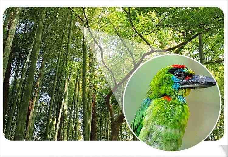 Bird Watchers Choose Adjustable Zoom Binoculars