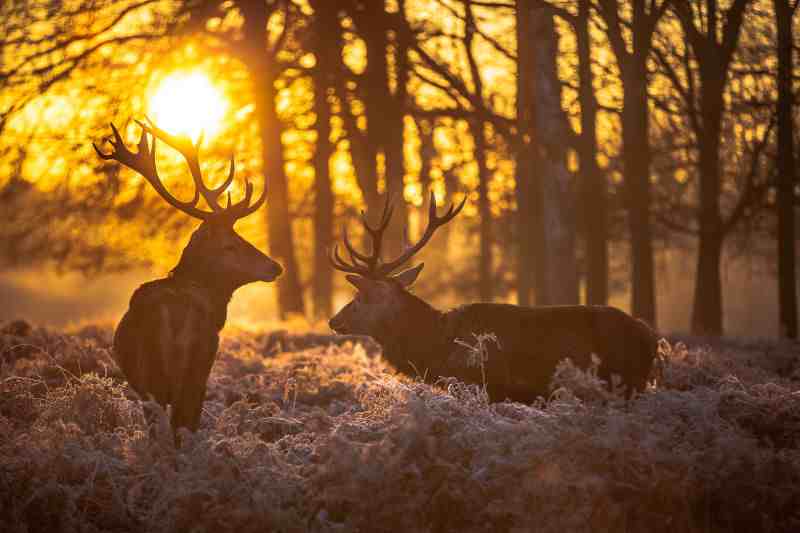 Deer Hunting dusk