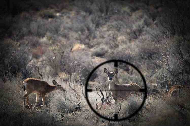 Tips for Using Low Light Binoculars During Deer Hunting