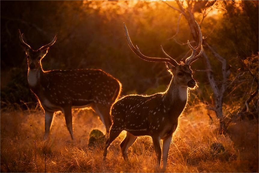Deer Hunting for Dawn and Dusk