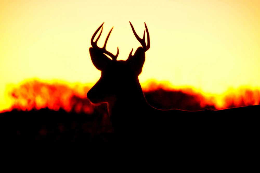 Low Light Deer Hunting