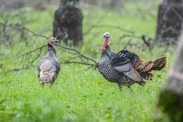Red Dot Sights on Shotguns for Turkey Hunting