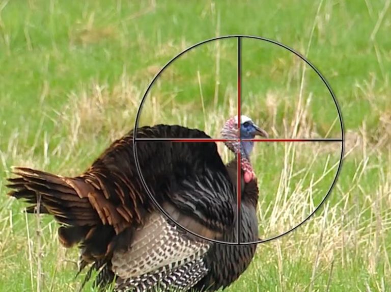 Turkey hunting