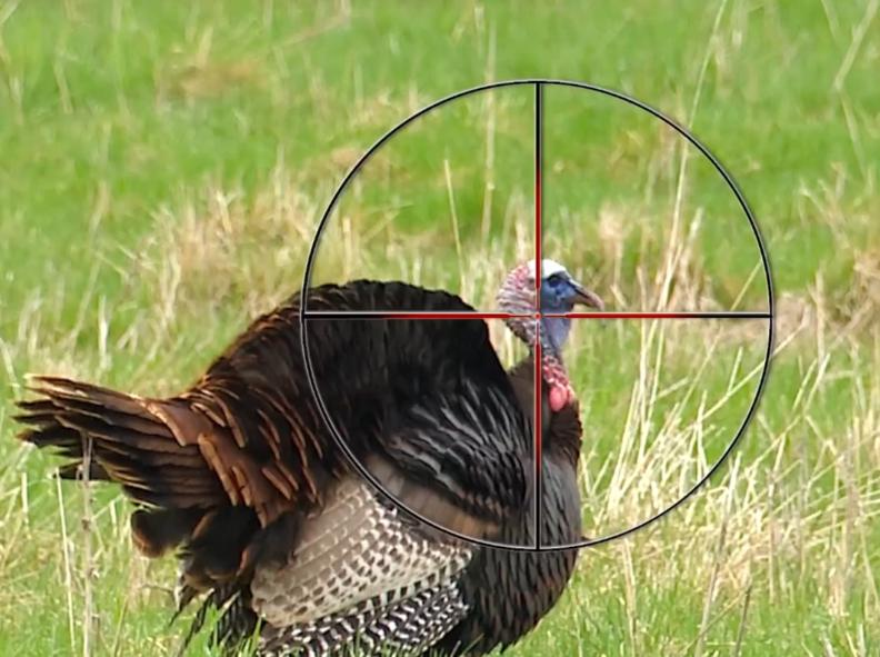 Turkey hunting