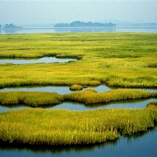 Birdwatching in the wetlands using binoculars