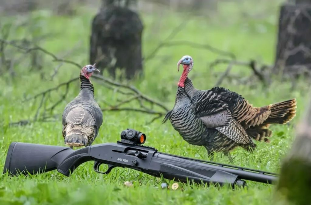 Enclosed red dot on shotgun for turkey hunting