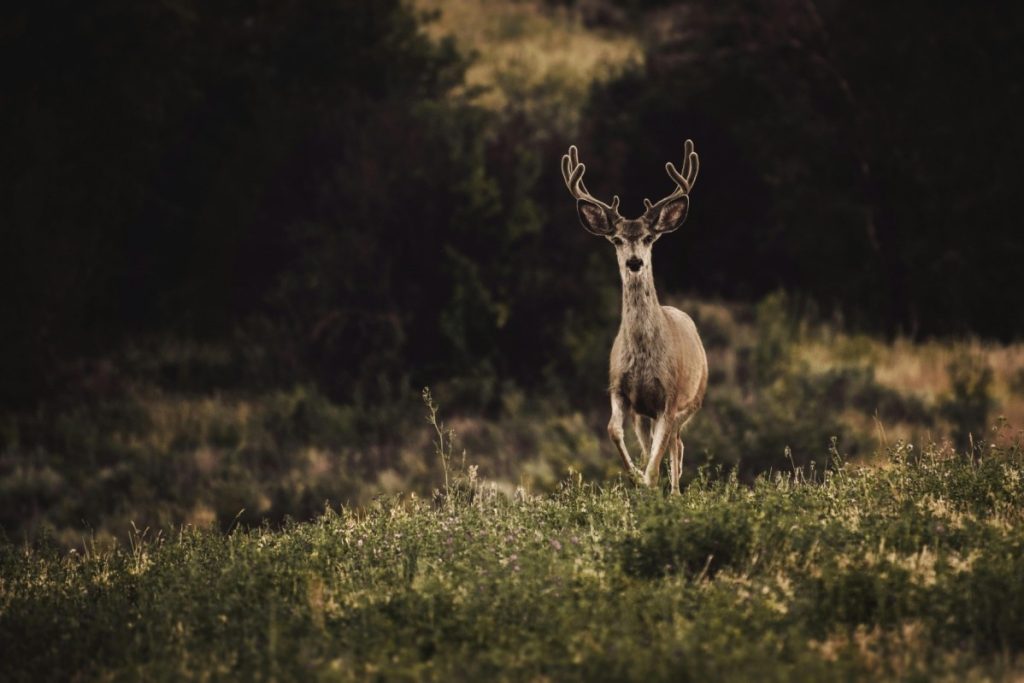 hunt deers