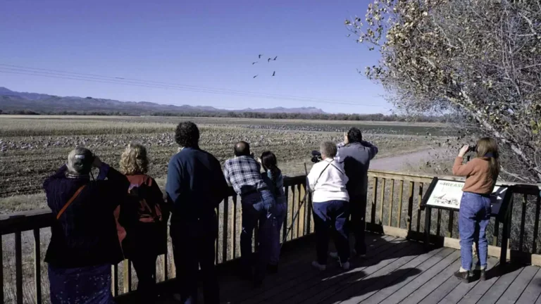 Use professional binoculars outdoors