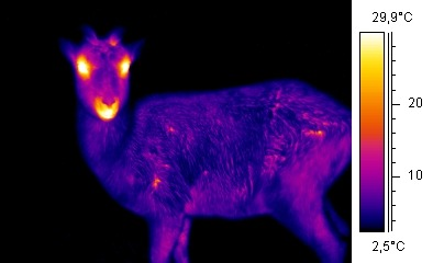 A real thermal image demonstrates how an animal heat signature remains
